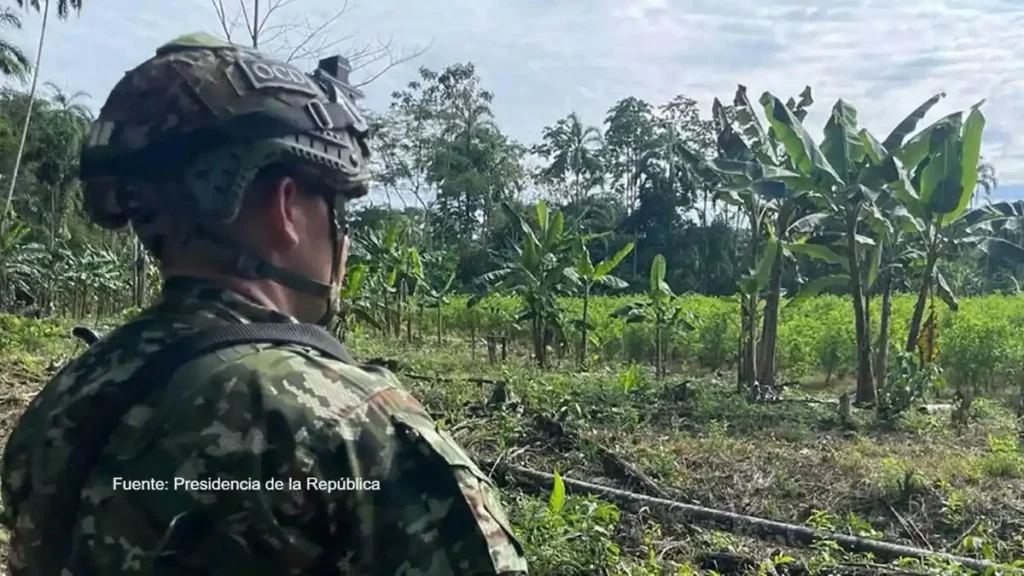 Cultivos ilícitos: la apuesta del gobierno Petro que revive la sombra del glifosato y de Monsanto 3 Cultivos ilícitos