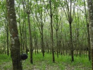 Cultivo de latex natural.