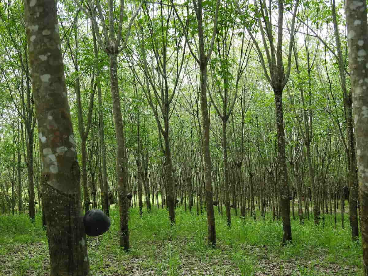 Cultivo de latex natural.