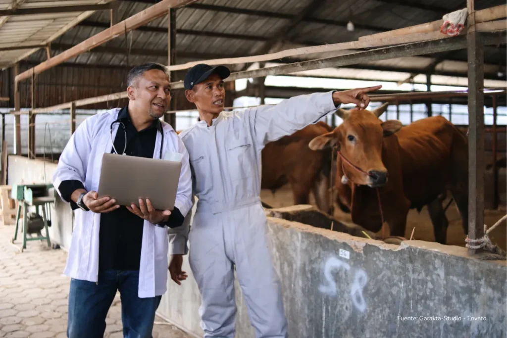 Exportaciones de carne colombiana a China: el negocio que está cambiando la ganadería desde adentro 2 Veterinario y productor ganadero inspeccionan reses en un establo como parte de un control sanitario.
