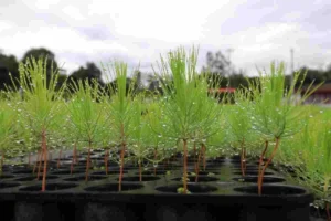 Decreto 1191 de 2025