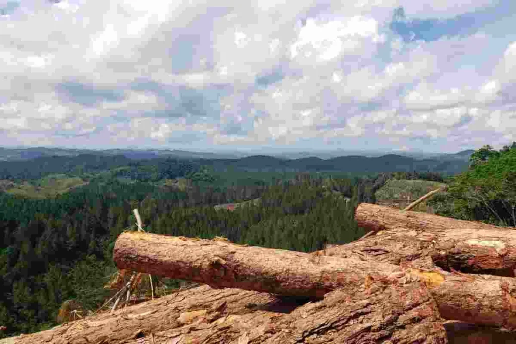 Decreto 1191 de 2025: el riesgo que amenaza la seguridad jurídica y la inversión en 2026 3 Fedemaderas