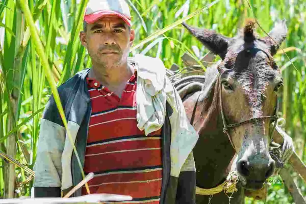 Paz total Colombia 2025: balance incierto y los riesgos que ya se sienten en los territorios 2 Hombre, trabajador del campo al lado de un burro