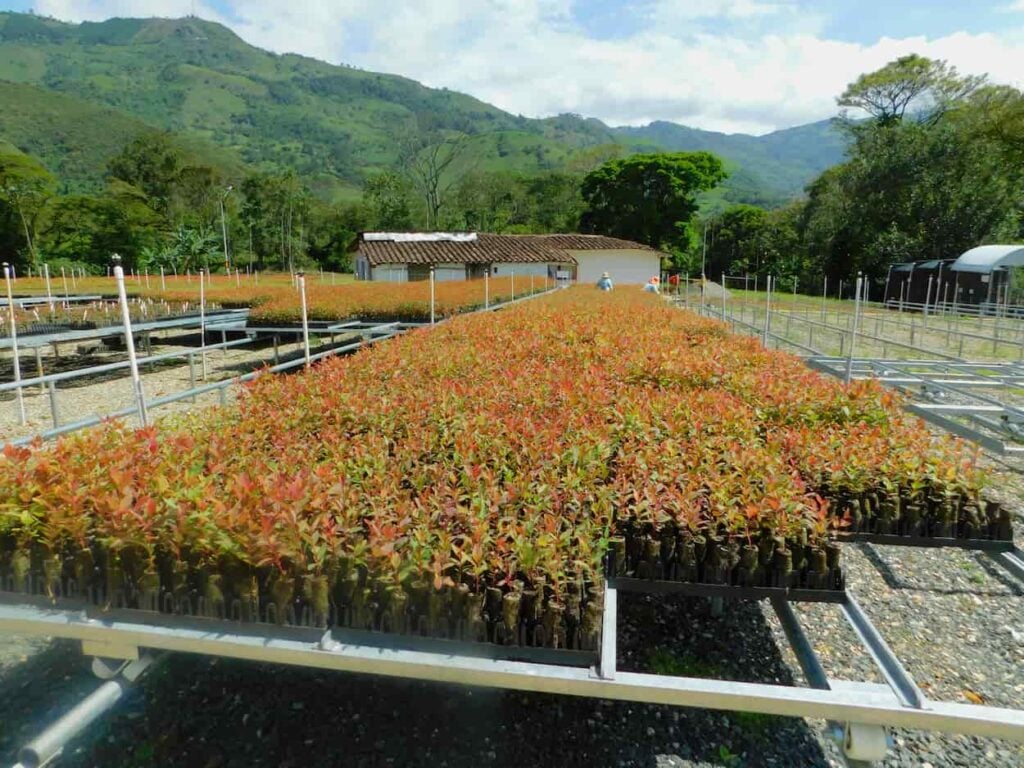 Decreto 1191 pone en riesgo la propiedad privada en el sector forestal: FEDEMADERAS 4 Fedemaderas afirma que Decreto 1191 afecta al sector forestal