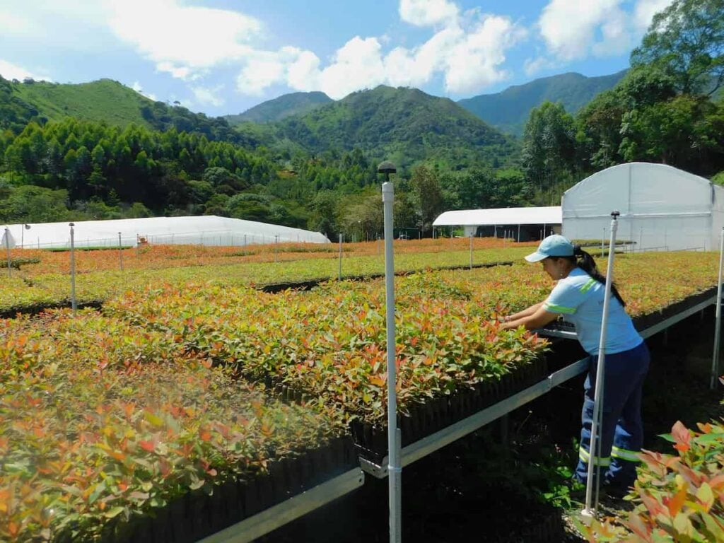 Decreto 1191 pone en riesgo la propiedad privada en el sector forestal: FEDEMADERAS 3 Mujer trabaja en un cultivo forestal.