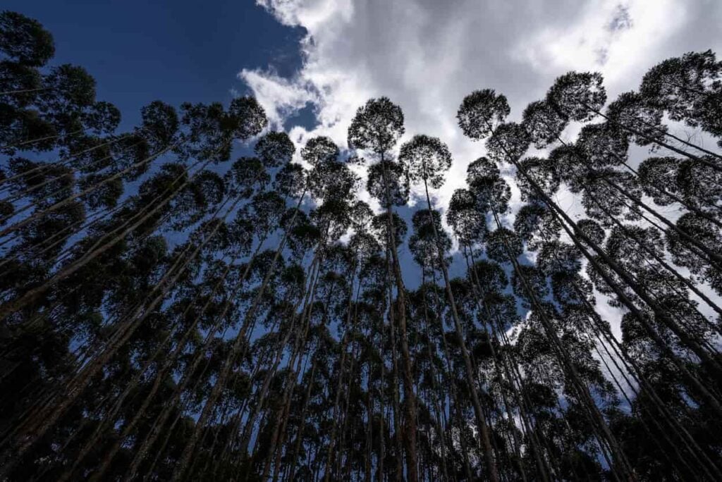 Decreto 1191 pone en riesgo la propiedad privada en el sector forestal: FEDEMADERAS 2 Plantación Forestal