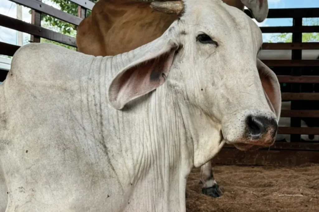 Importaciones de leche 2026: el golpe que pone en riesgo miles de fincas en Colombia 3 Vaca de ganado bovino en un establo como parte de la producción agropecuaria en Colombia