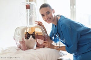 esterilización gratis de gatos, esterilización gratis de gatos y perros en Bogotá, Más Colombia