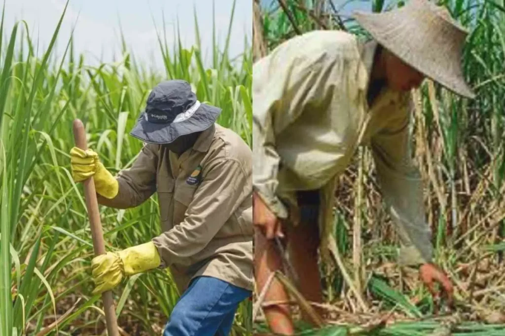 Crisis del etanol en Colombia: EE.UU. ya suministra el 51% y deja sin mercado la producción nacional 4 trabajadores de la caña