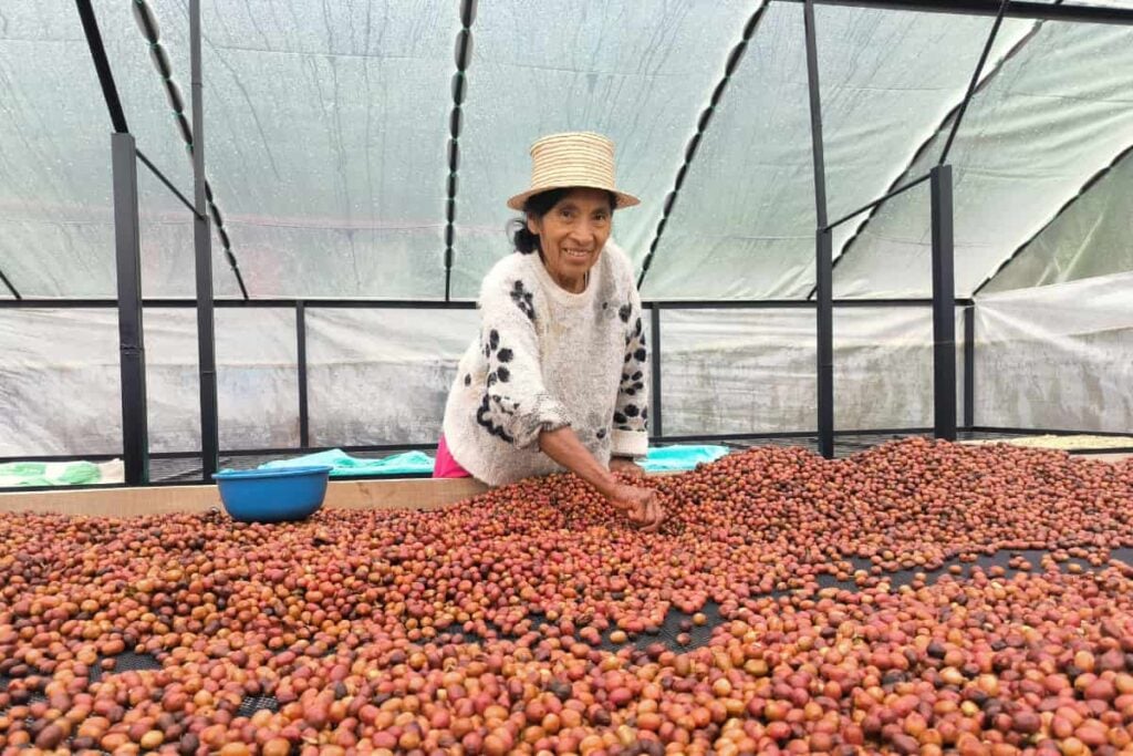 Familia de Indígenas Nasa demostró que es posible comprar el café a mejores precios y ganar dinero: la historia de Native Root Coffee 2 Native Root Coffee, café indígena del Cauca, mujer preparando café para secarlo, Más Colombia