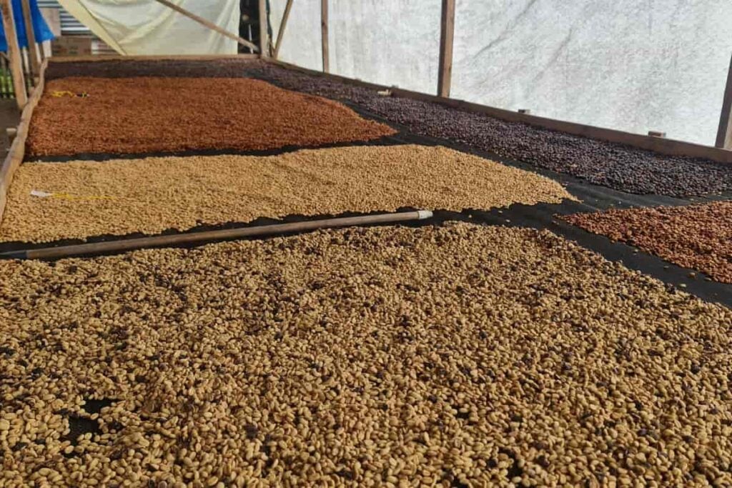 Familia de Indígenas Nasa demostró que es posible comprar el café a mejores precios y ganar dinero: la historia de Native Root Coffee 6 Native Root Coffee, café indígena del Cauca, proceso de secado de café, Más Colombia