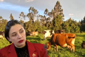 Ganado lechero en zona rural de Colombia en medio de la crisis del sector lechero por el aumento de importaciones.