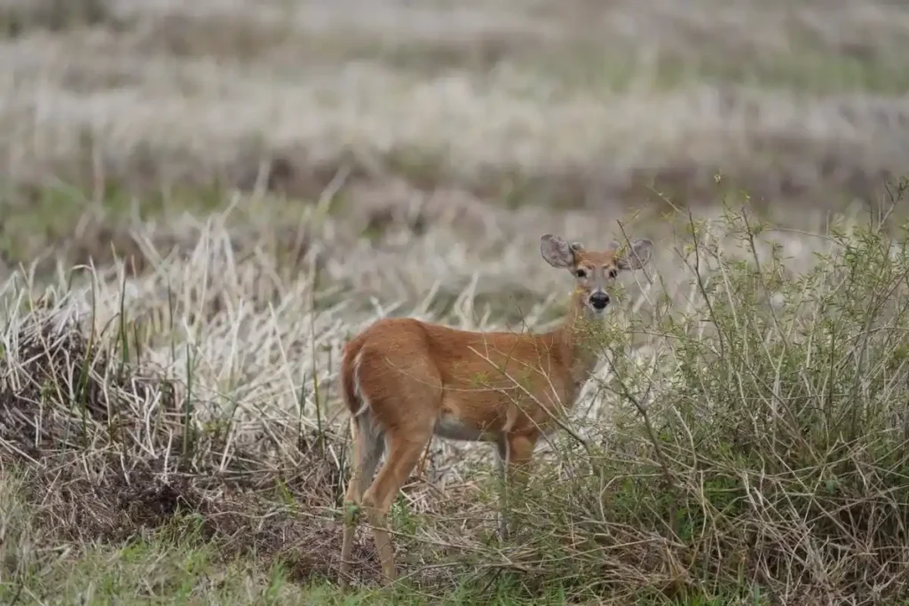 En las tierras del tigre pinta menudita 4 2 2 11zon 3