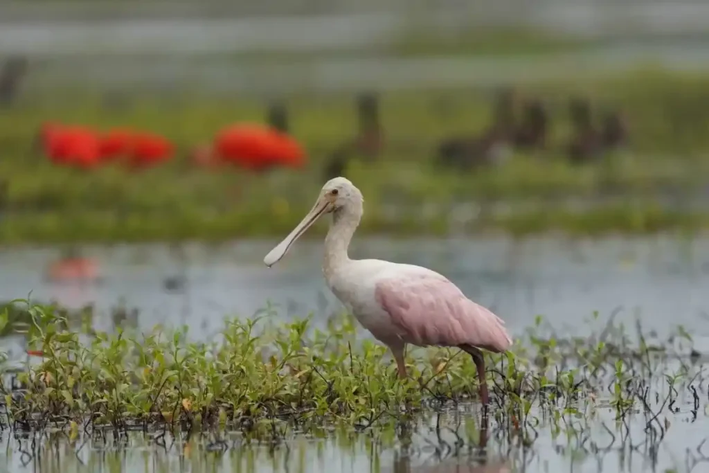 En las tierras del tigre pinta menudita 3 Espátula rosada