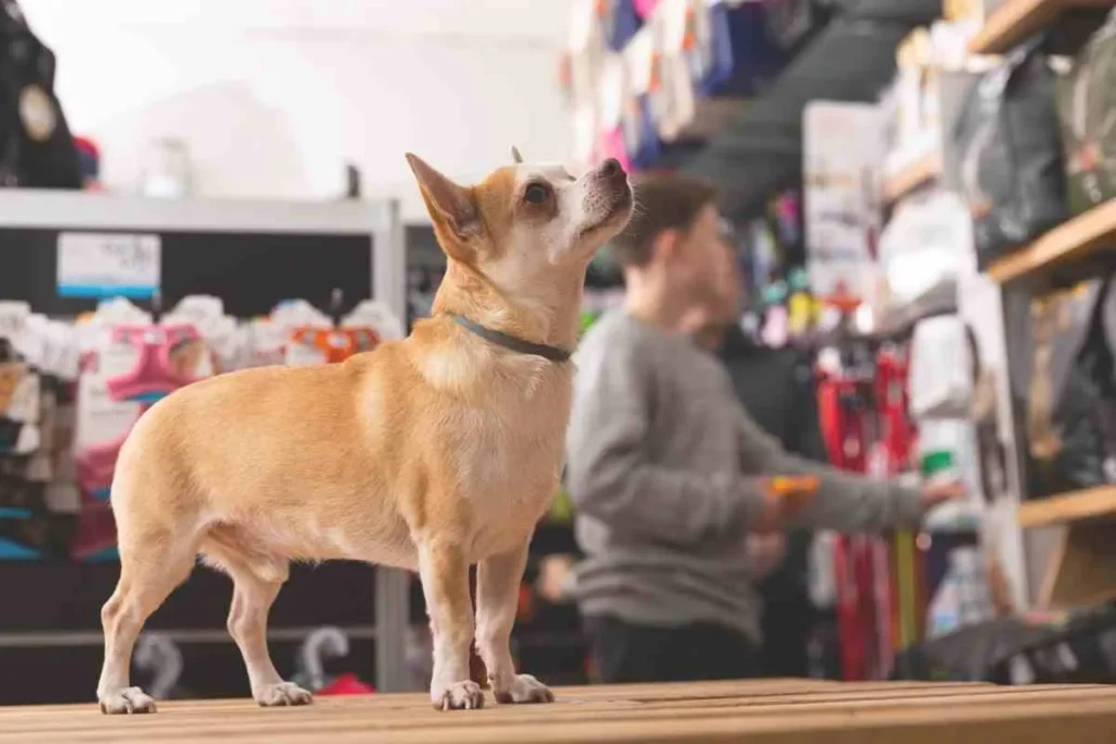 Colombianos prefieren paquetes pequeños de alimentos para mascotas por presión del bolsillo 4 Perro pequeño en tienda de mascotas