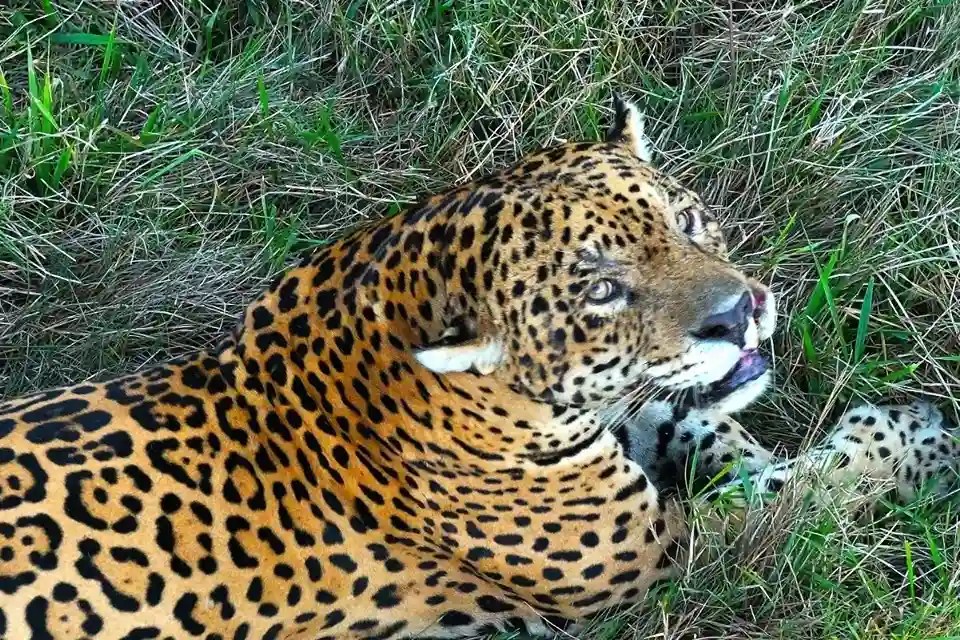 En las tierras del tigre pinta menudita 2 Jaguar, tigre pinta menudita