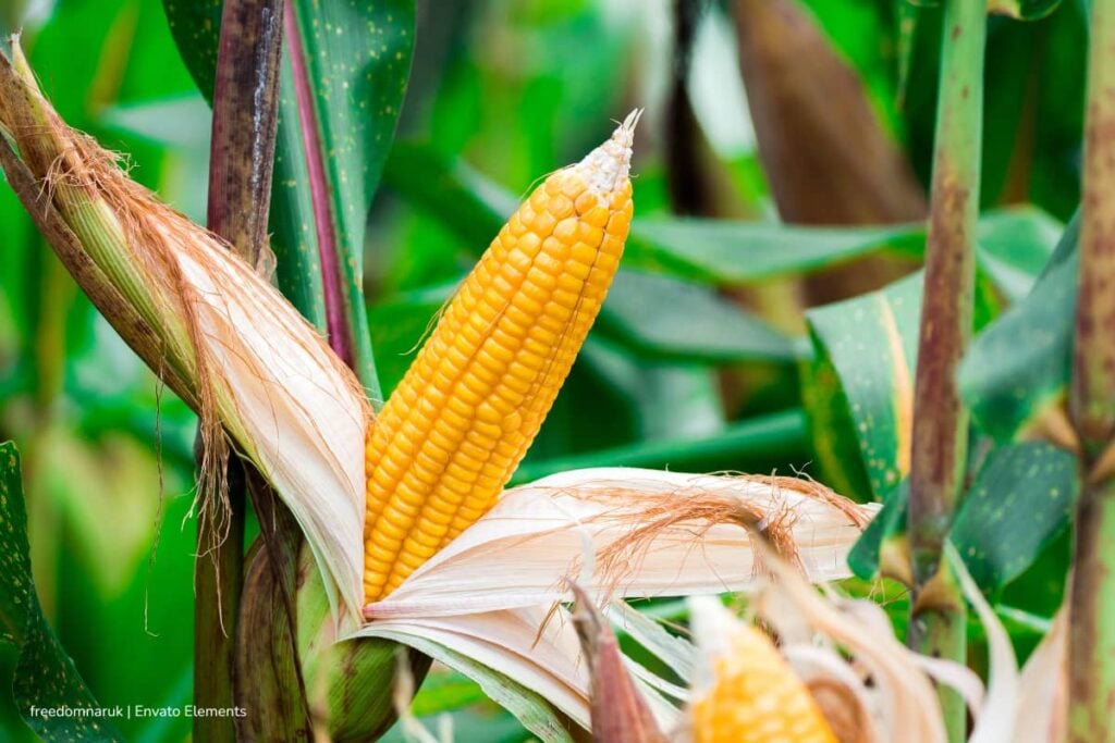 Ibagué será sede de encuentro científico sobre el maíz en Colombia en 2026: la ciudad acogerá la XXVI Reunión Latinoamericana del Maíz y el IX Congreso Nacional de Semillas 4 maíz en Colombia, sector semillero, Reunión Latinoamericana del Maíz, Congreso Nacional de Semillas, Congreso Nacional de Semillas reunirá a especialistas, Más Colombia