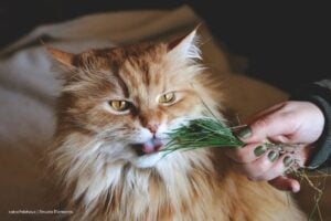 cannabis en mascotas, piel de la tilapia, cannabis en mascotas para su bienestar, Más Colombia
