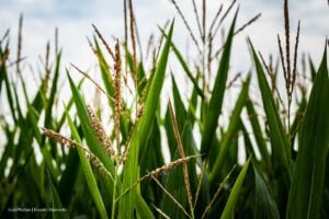 maíz en Colombia, sector semillero, Reunión Latinoamericana del Maíz, Congreso Nacional de Semillas, cultivo de maíz en Colombia, Más Colombia