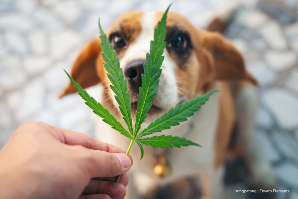 ¿Funciona el cannabis en mascotas? Estudio en Bogotá revisa 180 casos y reporta evolución favorable en la mayoría de animales 2 cannabis en mascotas, piel de la tilapia, el cannabis interactúan con receptores conocidos como CB1 y CB2, Más Colombia