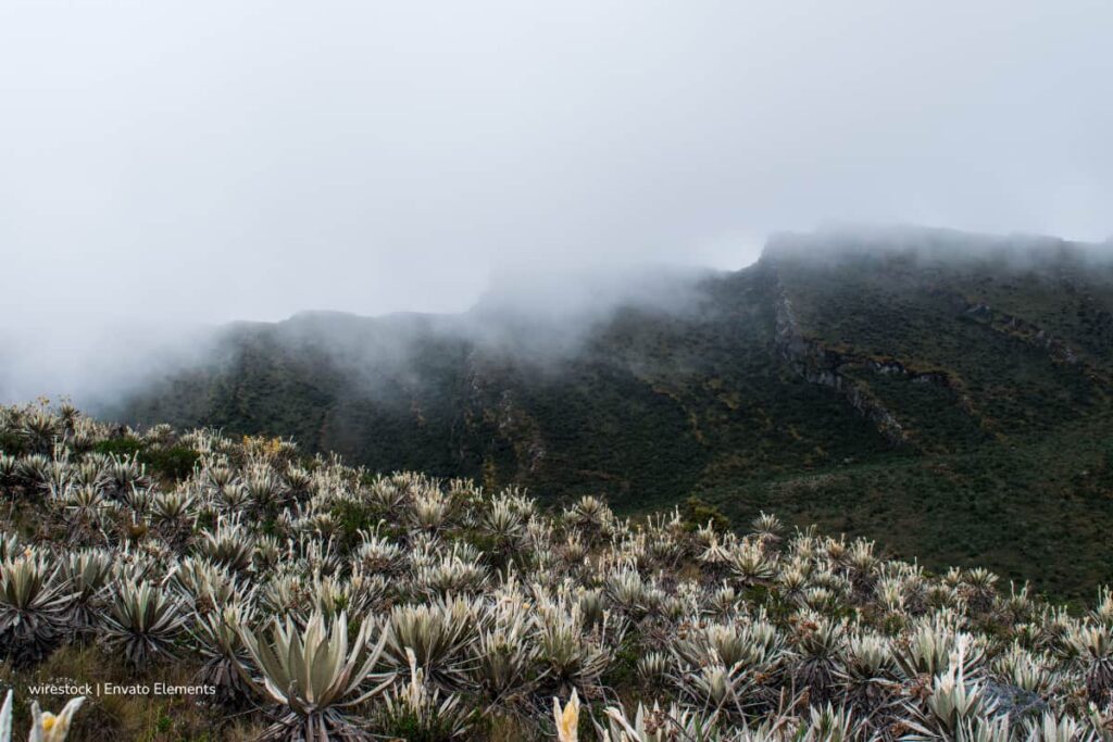 Nueva reglamentación para los páramos de Colombia busca equilibrar conservación y actividades campesinas 2 páramos de Colombia, Ley de Páramos, la Ley de Páramos permite analizar casos específicos, Más Colombia