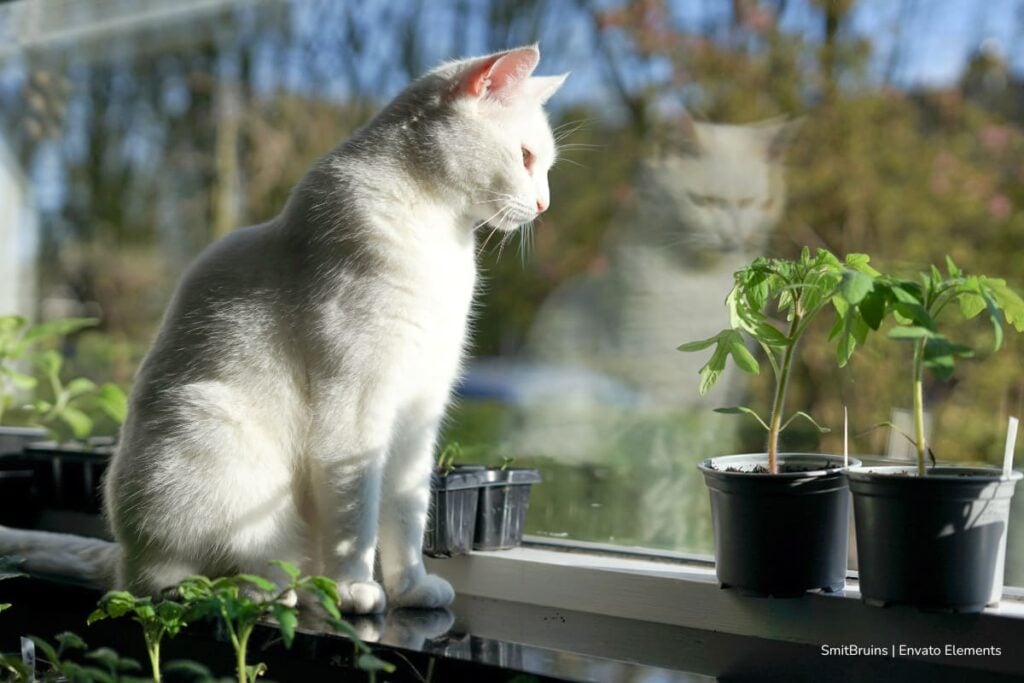 ¿Funciona el cannabis en mascotas? Estudio en Bogotá revisa 180 casos y reporta evolución favorable en la mayoría de animales 3 cannabis en mascotas, piel de la tilapia, piel de la tilapia para ayudar a perros y gatos ciegos, Más Colombia