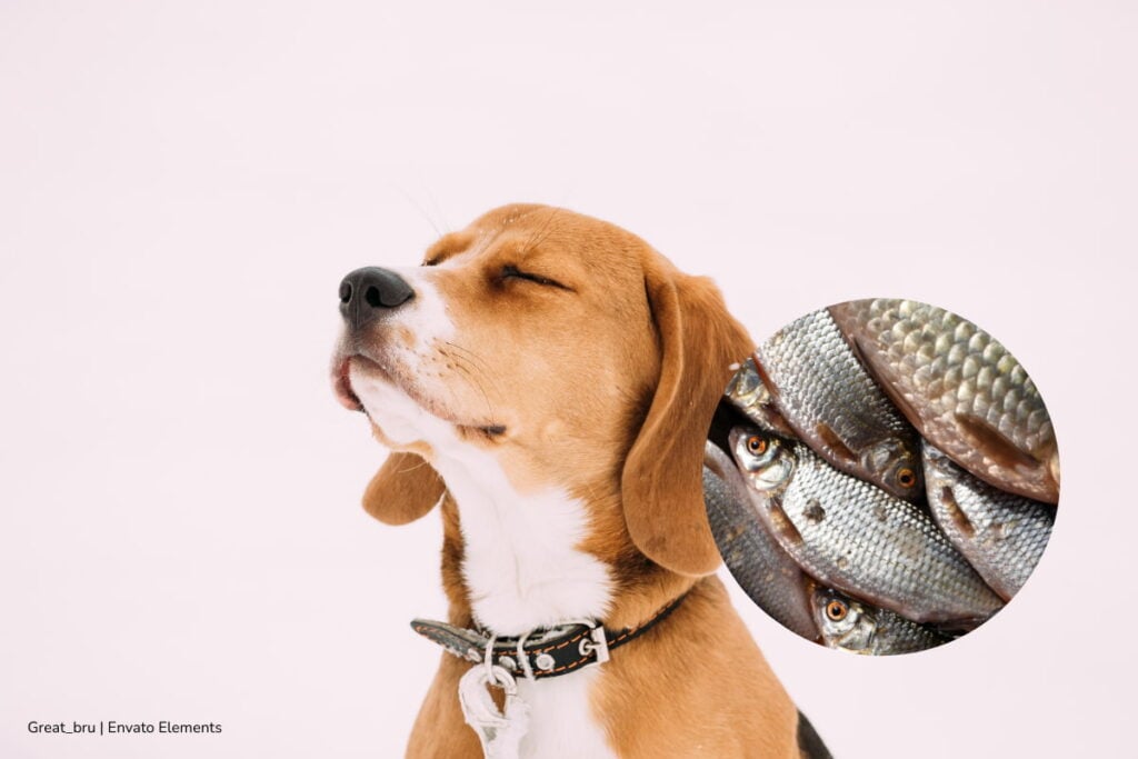 ¿Funciona el cannabis en mascotas? Estudio en Bogotá revisa 180 casos y reporta evolución favorable en la mayoría de animales 4 cannabis en mascotas, piel de la tilapia, piel de tilapia como complemento de la medicina convencional, Más Colombia