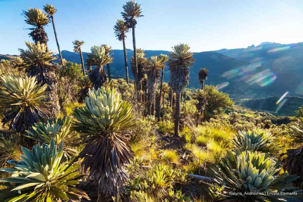 Nueva reglamentación para los páramos de Colombia busca equilibrar conservación y actividades campesinas 4 páramos de Colombia, Ley de Páramos, prevención de procesos de erosión, Más Colombia