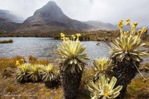 páramos de Colombia, Ley de Páramos, protección de los páramos de Colombia, Más Colombia