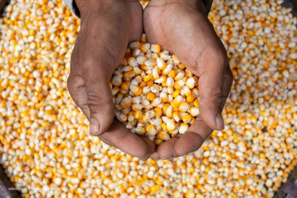 Ibagué será sede de encuentro científico sobre el maíz en Colombia en 2026: la ciudad acogerá la XXVI Reunión Latinoamericana del Maíz y el IX Congreso Nacional de Semillas 2 maíz en Colombia, sector semillero, Reunión Latinoamericana del Maíz, Congreso Nacional de Semillas, sector semillero en nuevos encuentros, Más Colombia