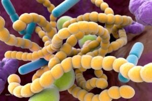 bacterias del intestino, Bacterias del intestino y cerebro, Más Colombia