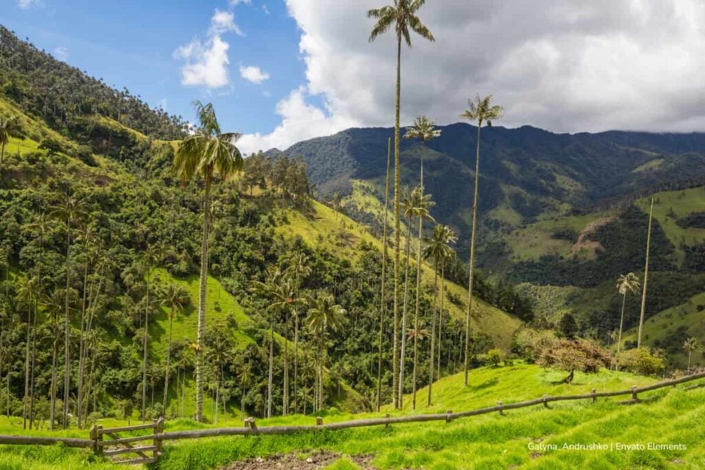 Estas son las condiciones que deben cumplir los visitantes para hacer ecoturismo en Colombia, según Parques Nacionales Naturales de Colombia 2 ecoturismo en Colombia, Parques Nacionales Naturales de Colombia, Valle de Cocora, Más Colombia
