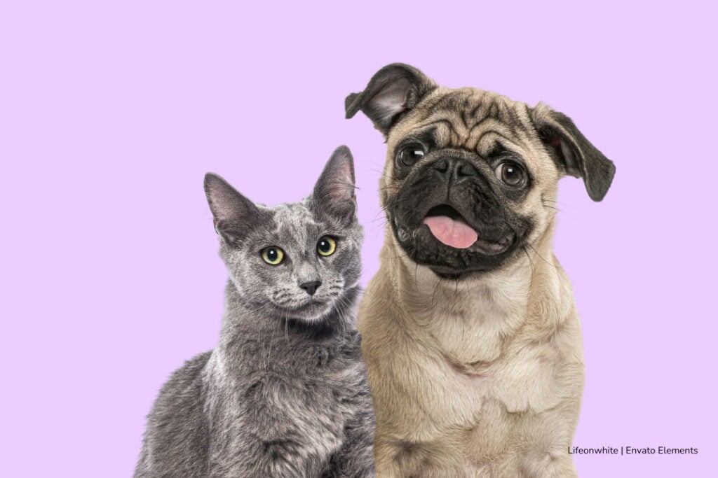 ¿Quiere donar tapas y no sabe cómo? Bogotá tendrá una jornada de recolección para apoyar a animales rescatados este 11 de abril 3 donar tapas, animales beneficiados por donaciones, Más Colombia