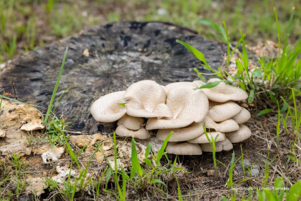 hongo del Tolima, capaz de degradar el tamo de arroz, Más Colombia