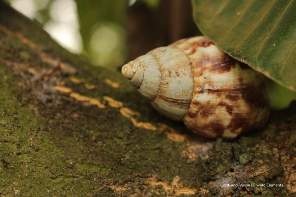 hipopótamos de Colombia, eutanasia de hipopótamos, especies invasoras en Colombia, caracol gigante africano en Colombia, Más Colombia