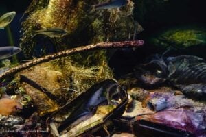 contaminación por microplásticos, contaminación marina en Colombia, contaminación por microplásticos en Colombia, Más Colombia