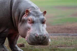 hipopótamos de Colombia, eutanasia de hipopótamos, especies invasoras en Colombia, crecimiento sostenido de hipopótamos de Colombia, Más Colombia