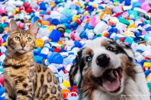 donar tapas, donar tapas a la fundación Tapitas x Patitas, Más Colombia