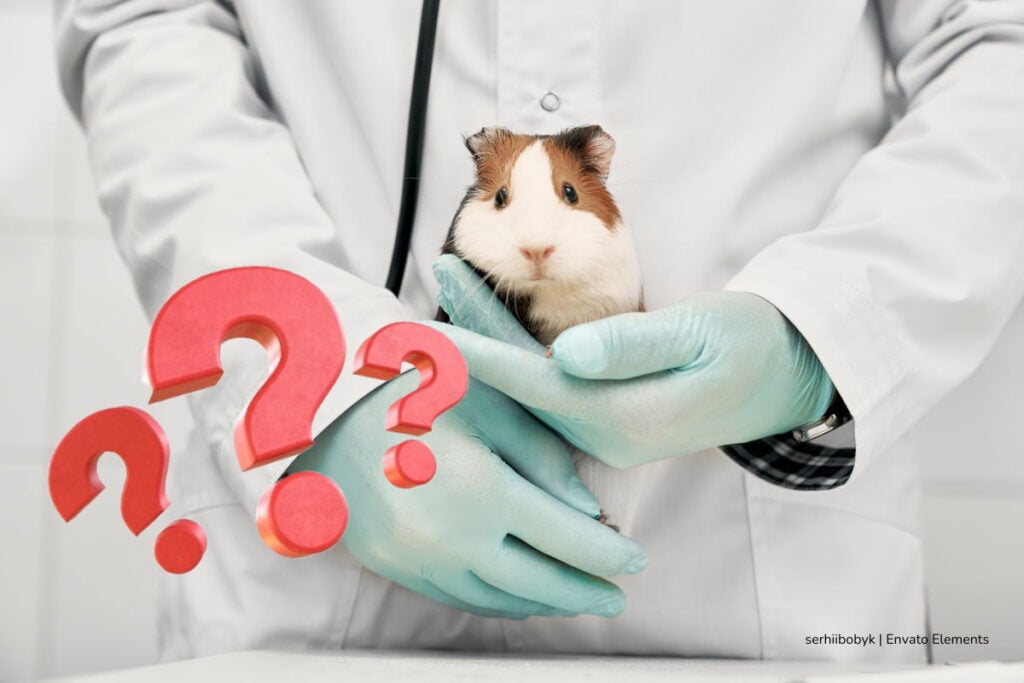 pruebas en animales, productos cosméticos, en Colombia están prohibidas las pruebas en animales, Más Colombia