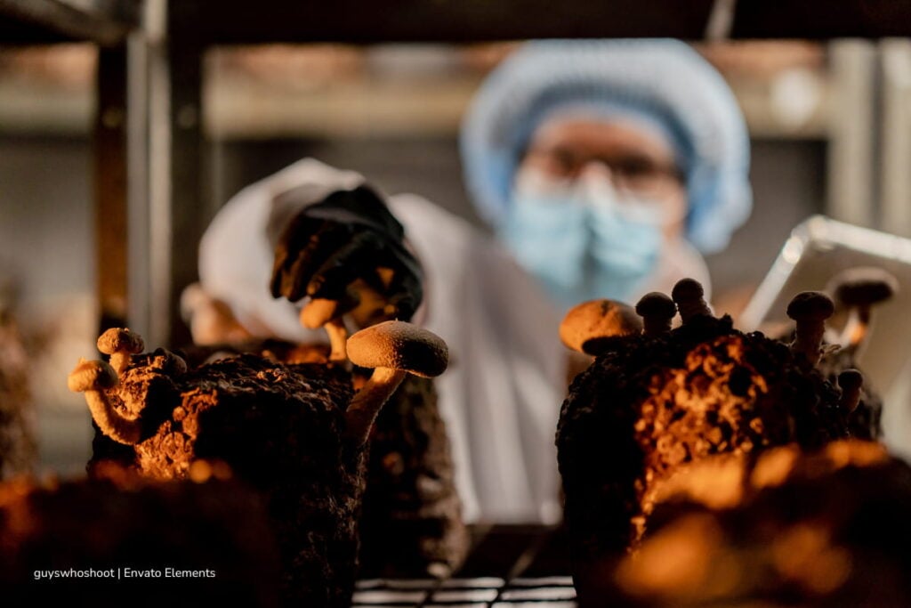 hongo del Tolima, ensayos con un hongo del Tolima, Más Colombia