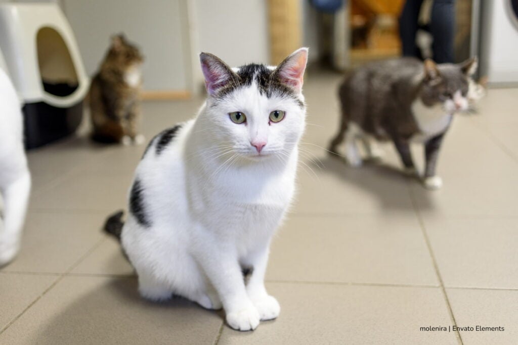 Prepare a su mascota: habrá esterilización gratis en Bogotá y tienen más de 4.000 cupos para perros y gatos en abril 2 esterilización gratis en Bogotá, esterilización de gato en Bogotá, Más Colombia