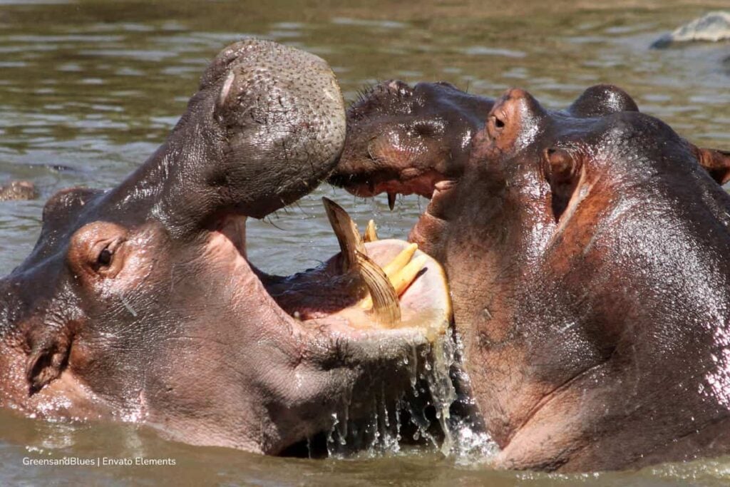 hipopótamos de Colombia, eutanasia de hipopótamos, especies invasoras en Colombia, eutanasia de hipopótamos en Colombia, Más Colombia