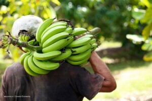 exportación de banano, exportaciones de banano, producción de banano, exportación de banano creció en 2025, Más Colombia