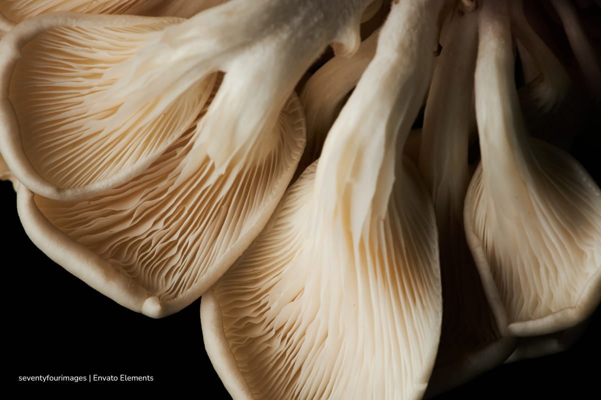 ¡Avance científico de la UNAL! Un hongo del Tolima podría ayudar a manejar residuos del arroz en el país 1 hongo del Tolima, hongo del Tolima para descomponer materiales complejos, Más Colombia