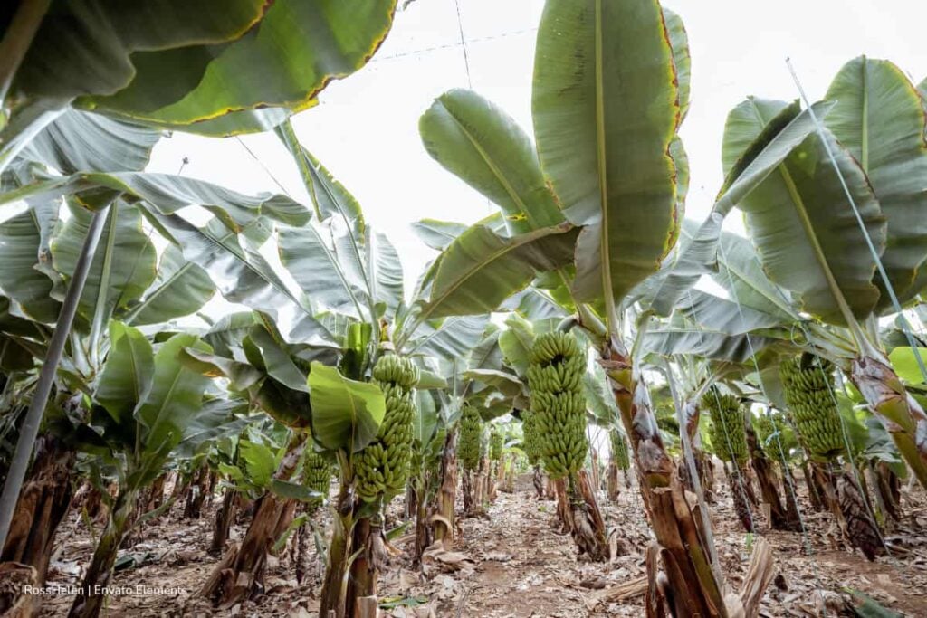 exportación de banano, exportaciones de banano, producción de banano, plantas de banano en Colombia, Más Colombia