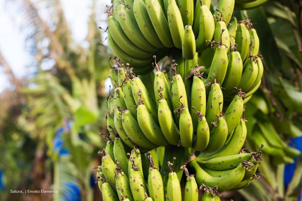 exportación de banano, exportaciones de banano, producción de banano, producción de banano para exportar, Más Colombia