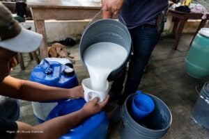 producción de leche, productores de leche en Colombia, Más Colombia