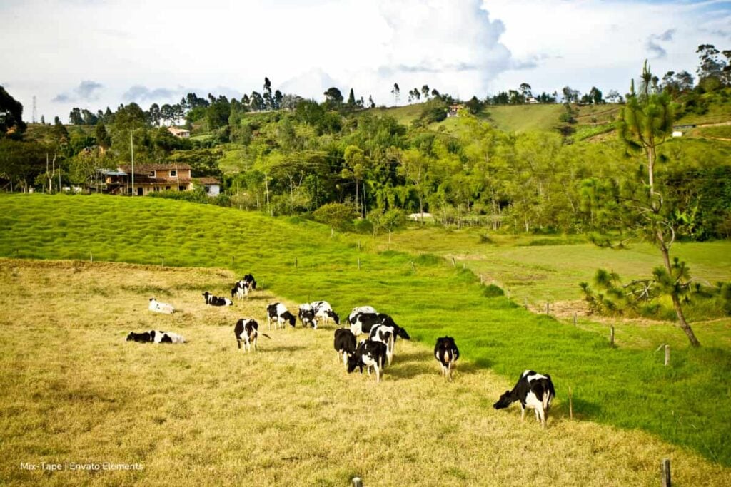 En 2025, Colombia evidenció crecimiento en la producción de leche: el récord fue de 8.405 millones de litros 3 producción de leche, sector lechero de Colombia, Más Colombia