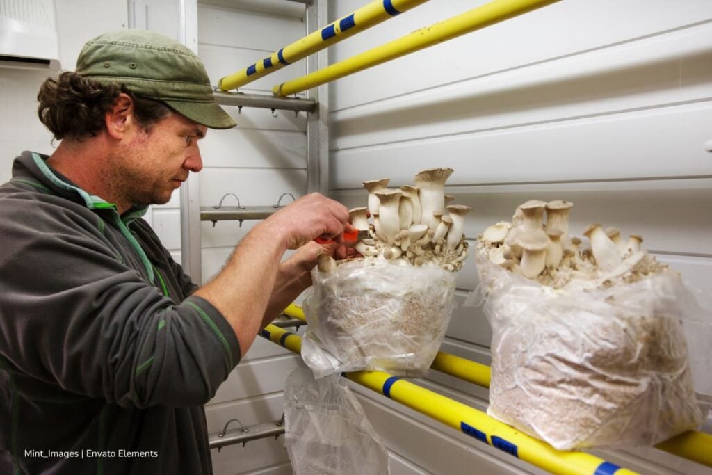 hongo del Tolima, transformar residuos en un insumo útil para el campo, Más Colombia