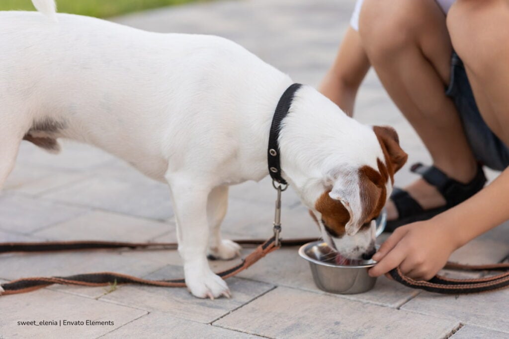 mascotas en Colombia, Ley 1801 de 2016, alimentación de mascotas, Más Colombia